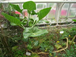 Image of Sonchus brassicifolius S. C. Kim & Mejías