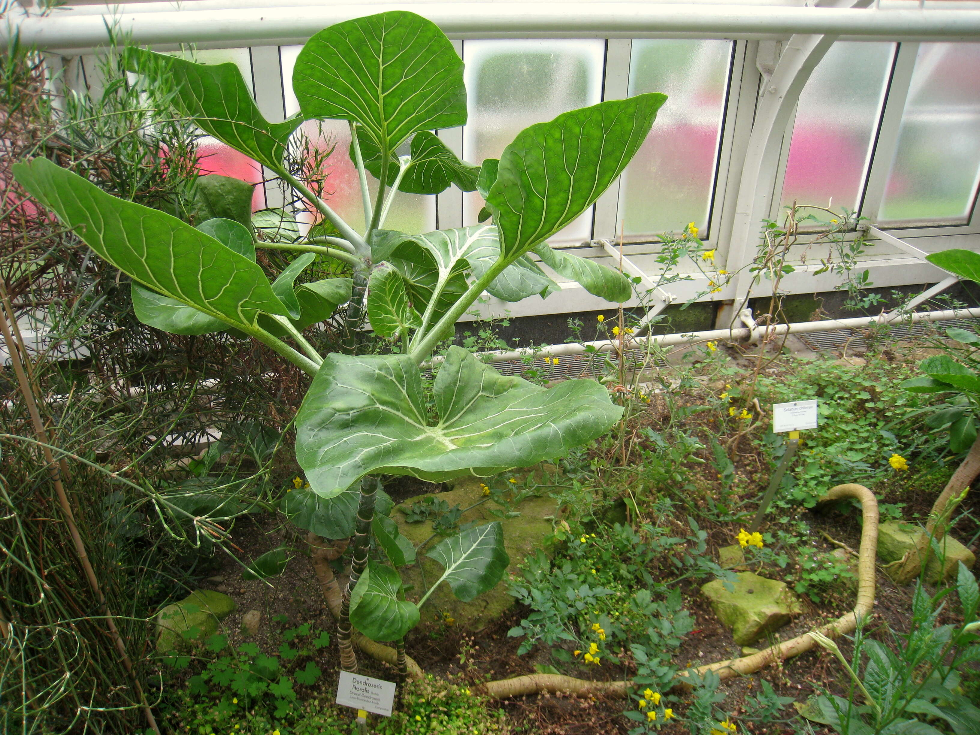 Image of Sonchus brassicifolius S. C. Kim & Mejías