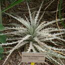 Dyckia milagrensis Leme resmi