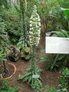 Image of Echium simplex DC.