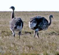 Image of Rhea pennata pennata d'Orbigny 1834