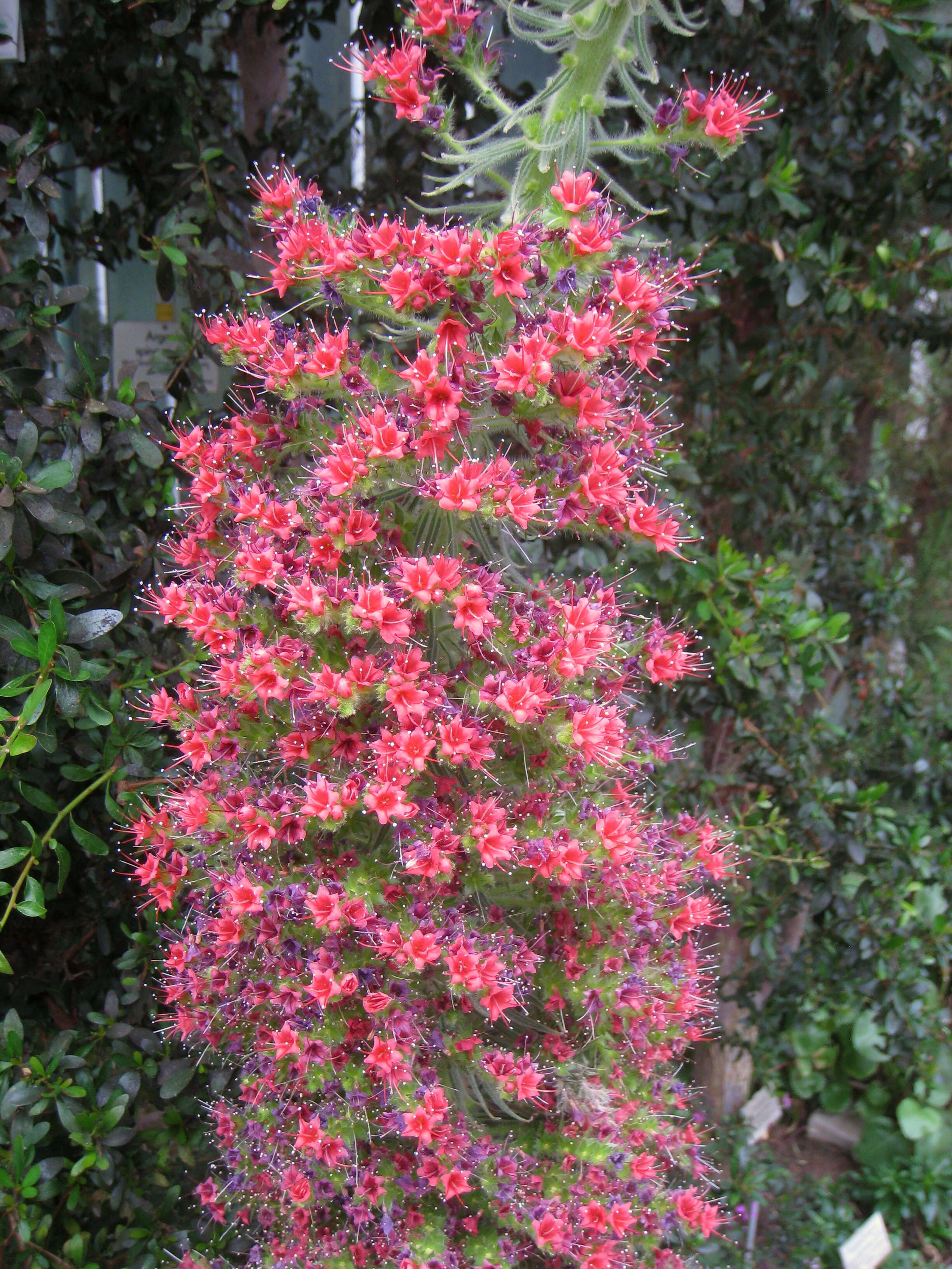 Image of Echium wildpretii H. H. W. Pearson ex Hook. fil.