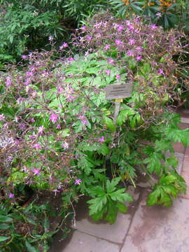 Image of Geranium reuteri Aedo & Muñoz Garm.