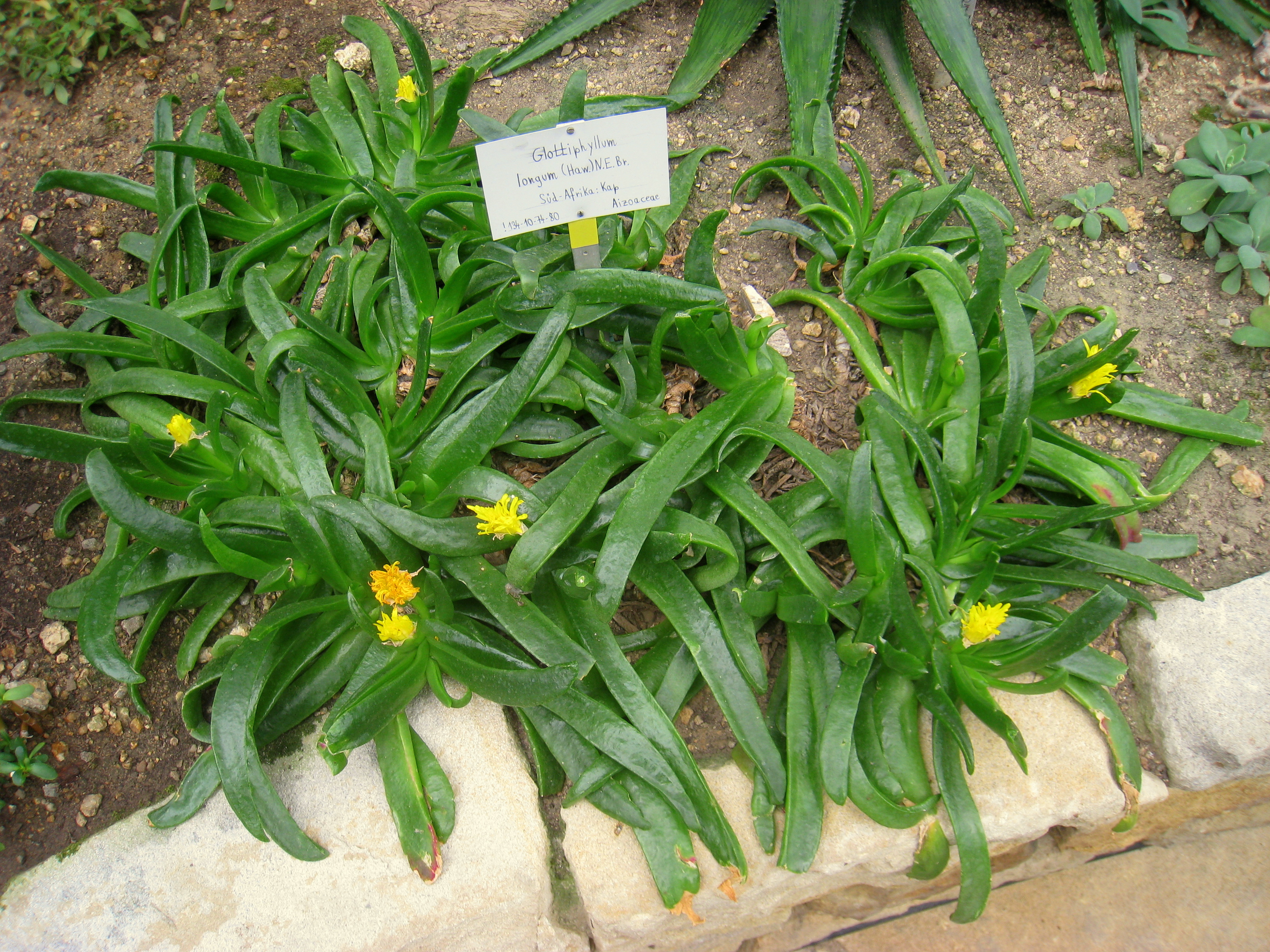Image of <i>Mesembryanthemum uncatum</i>