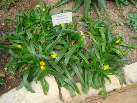 Image of Glottiphyllum uncatum