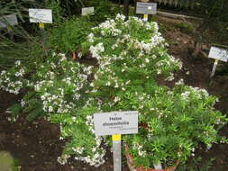 Sivun Veronica diosmifolia R. Cunn. kuva
