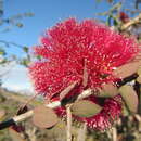 Image of Melaleuca elliptica Labill.