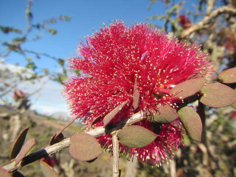 Image of Melaleuca elliptica Labill.