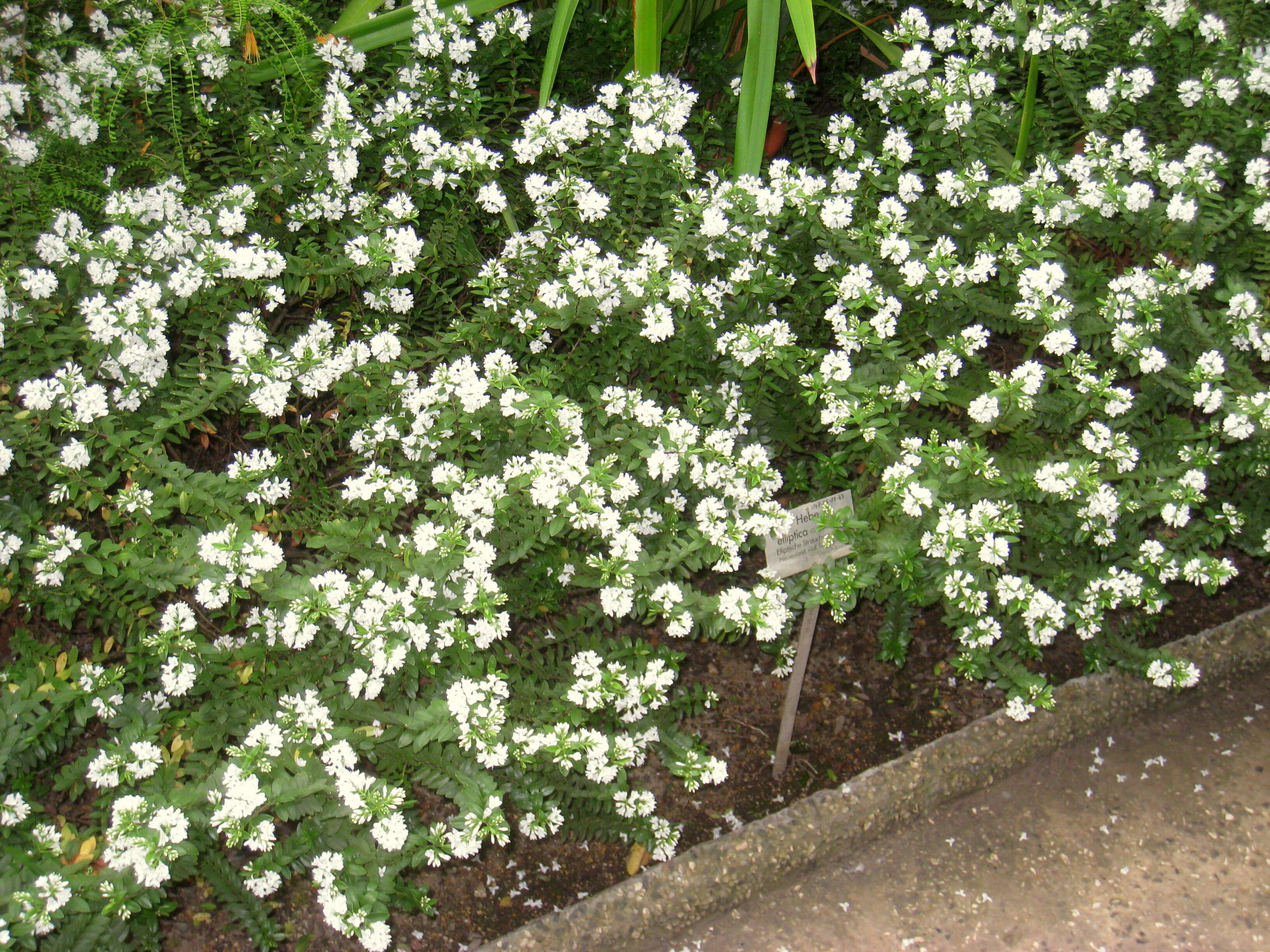 Sivun Veronica elliptica G. Forster kuva