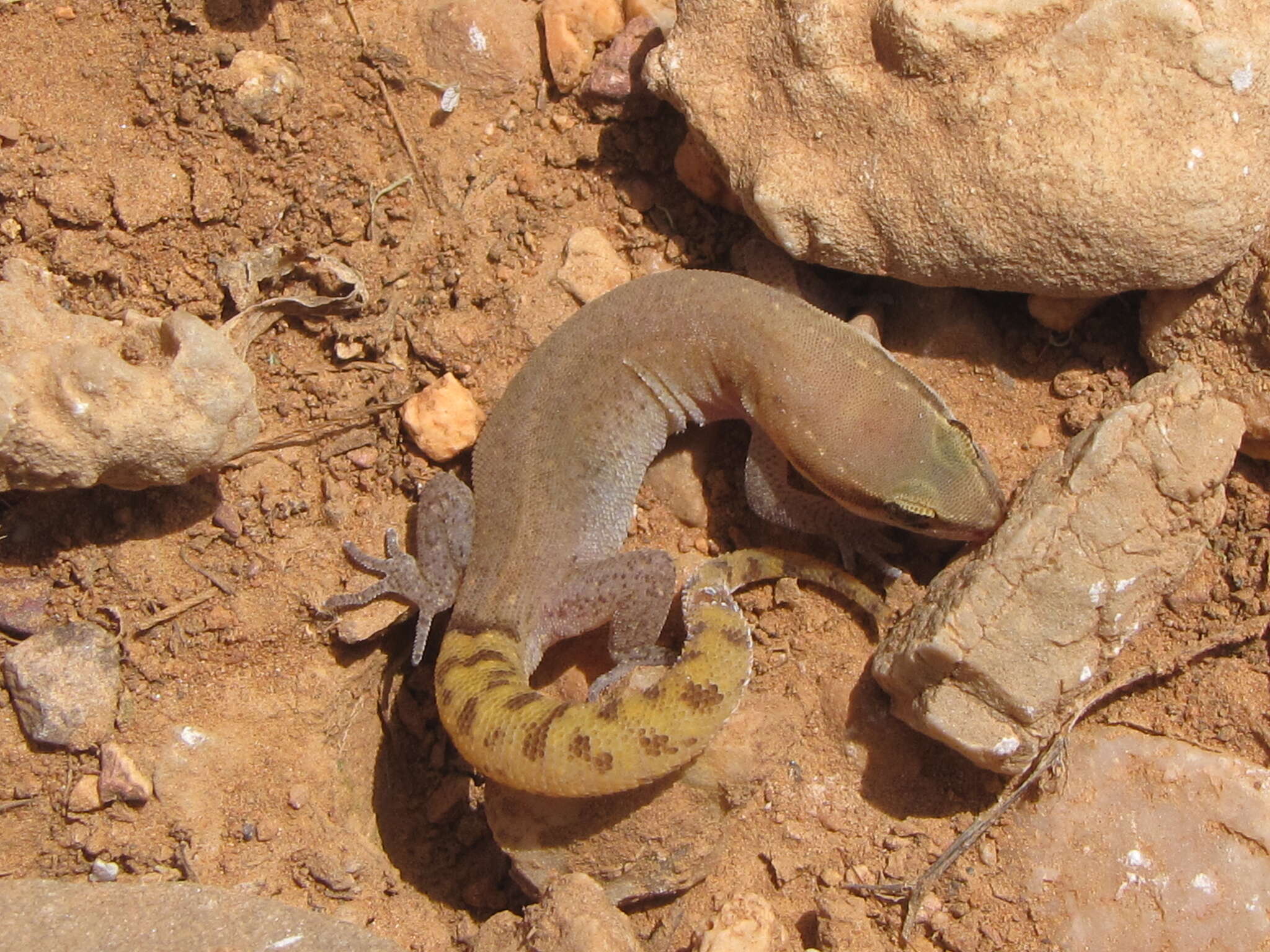 Image of Saurodactylus brosseti (Bons & Pasteur 1957)