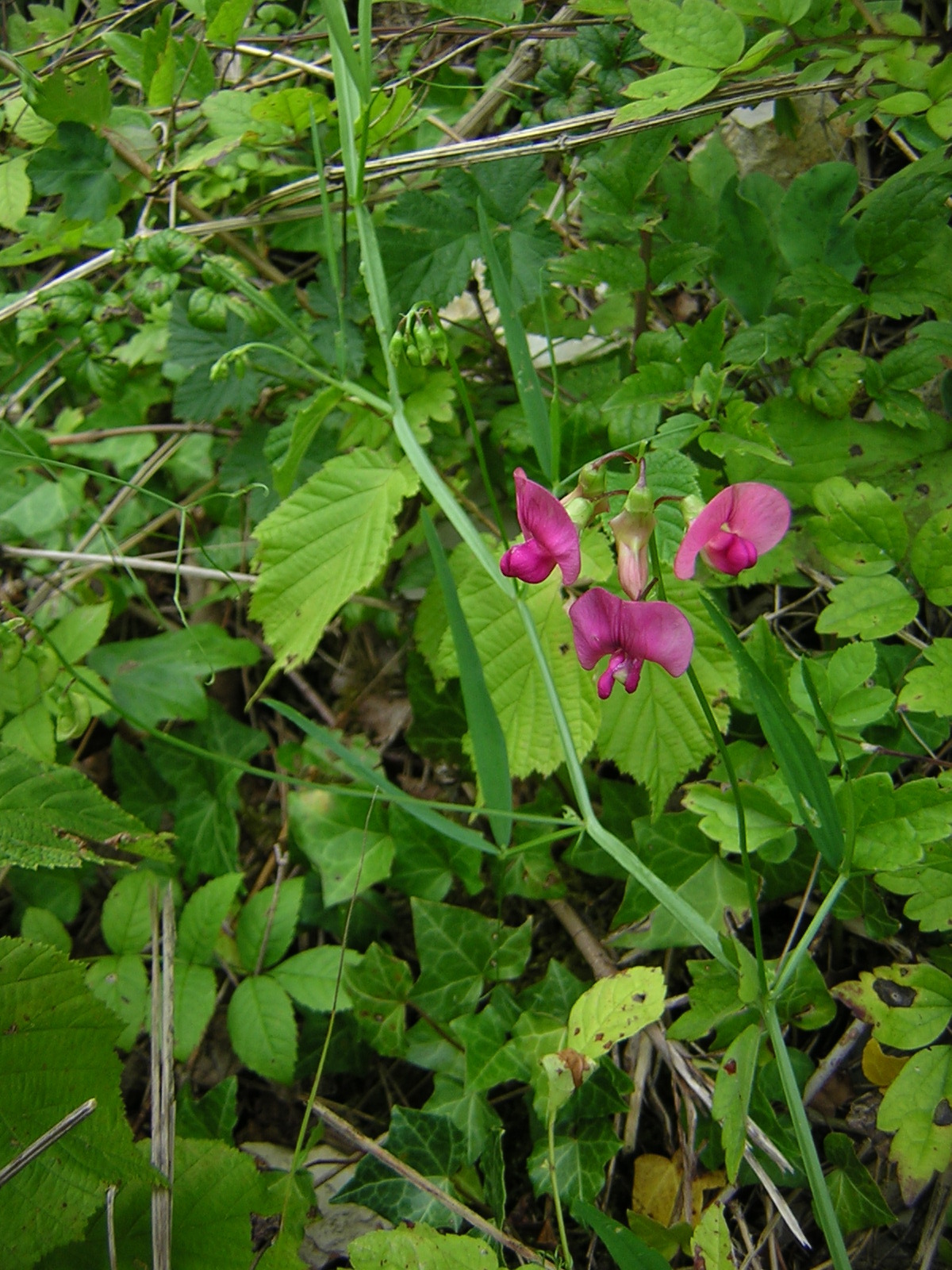 Lathyrus sylvestris (rights holder: user:Aroche)