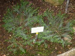 Image of Veronica pimeleoides subsp. pimeleoides