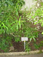 Image of Veronica salicifolia G. Forster