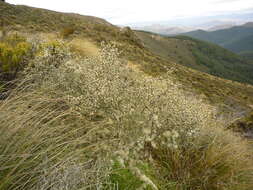 Imagem de Olearia bullata H. D. Wilson & P. J. Garnock-Jones