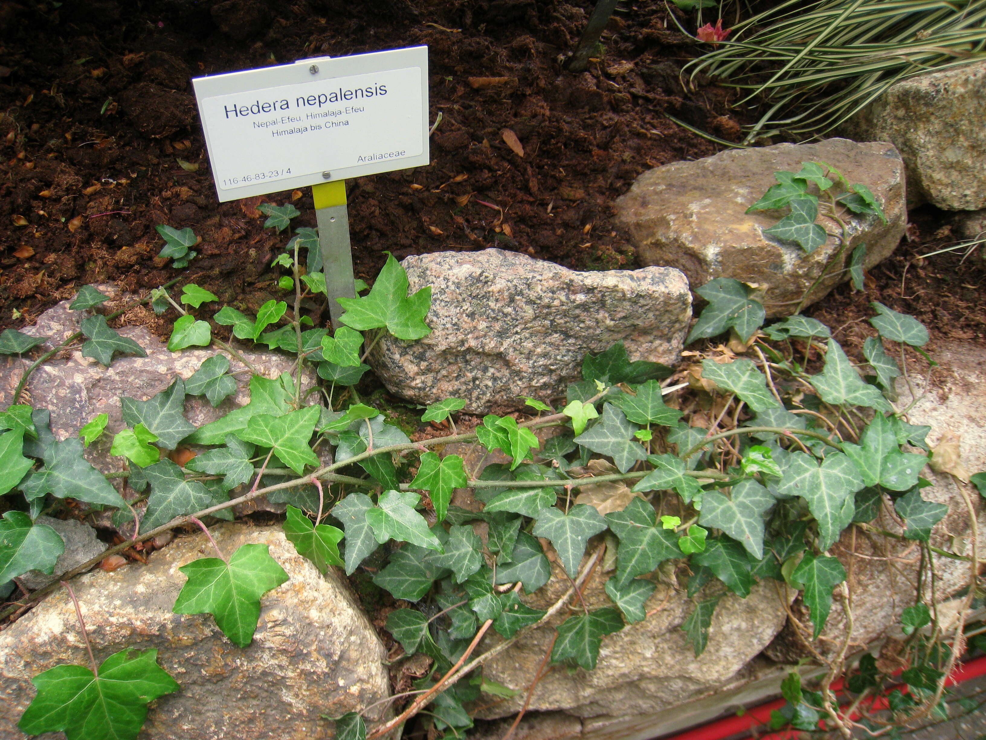 Hedera nepalensis K. Koch resmi