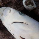 Image of Caribbean Sharpnose Shark