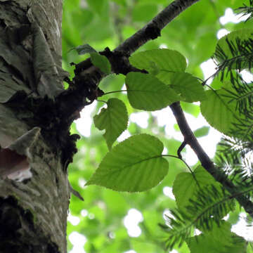 Image of Hearleaf Birch