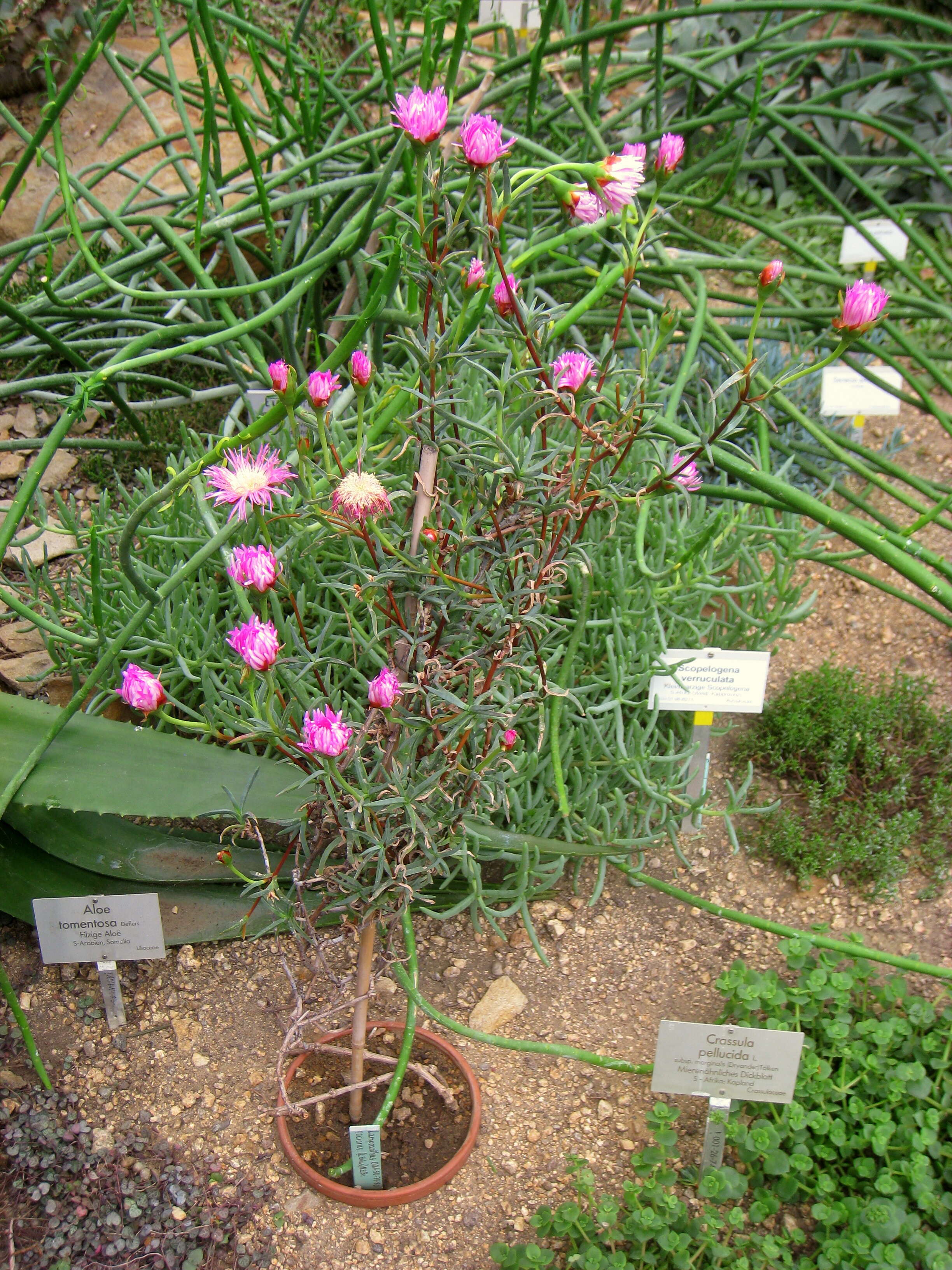 Image of lampranthus