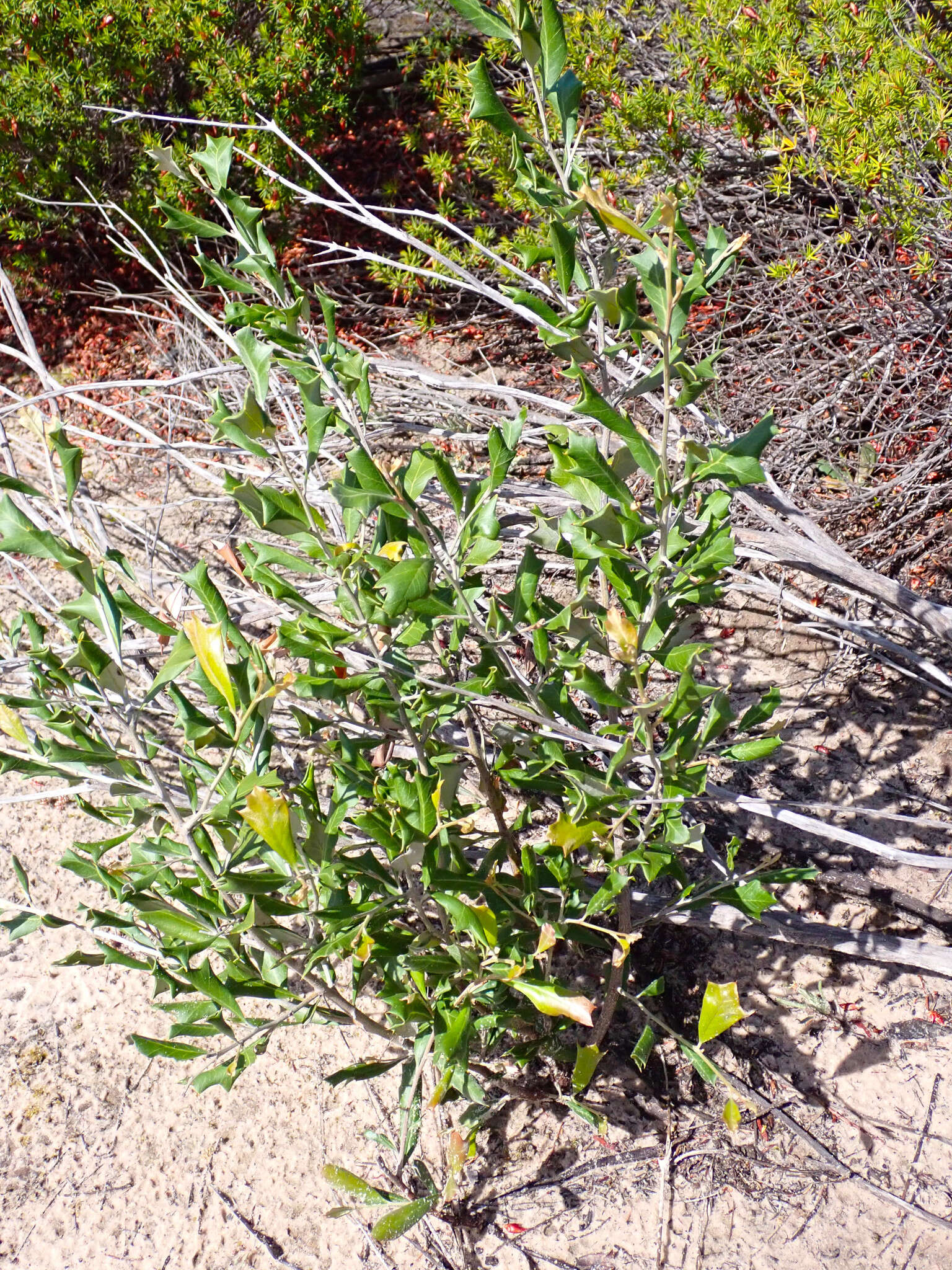 Image of Grevillea ilicifolia (R. Br.) R. Br.