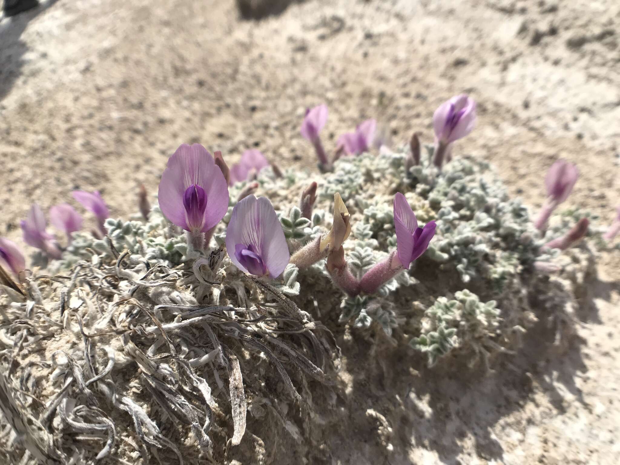 Image of Ash Meadows milkvetch