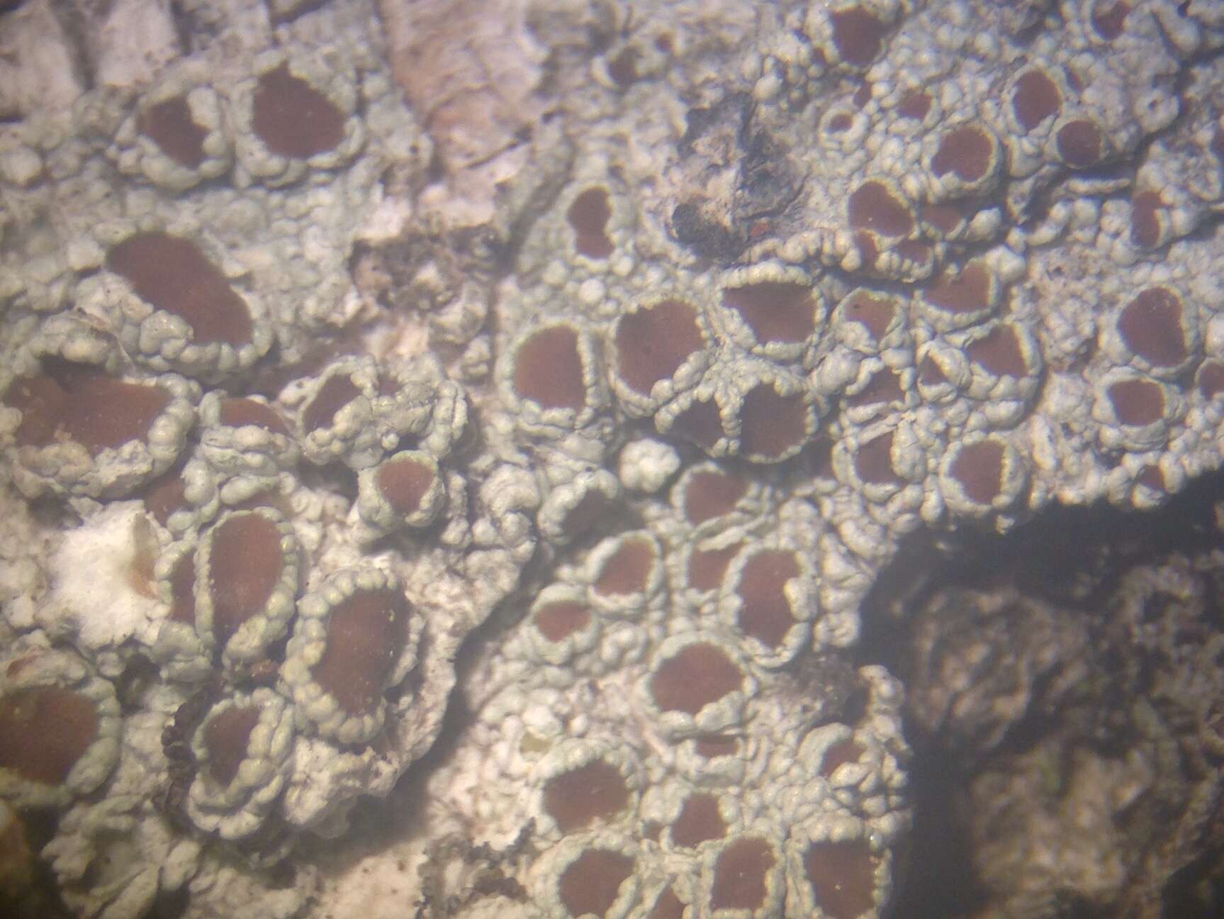 Image of Beaded rim-lichen;   Rim lichen