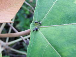 Plancia ëd Mallotus paniculatus (Lam.) Müll. Arg.