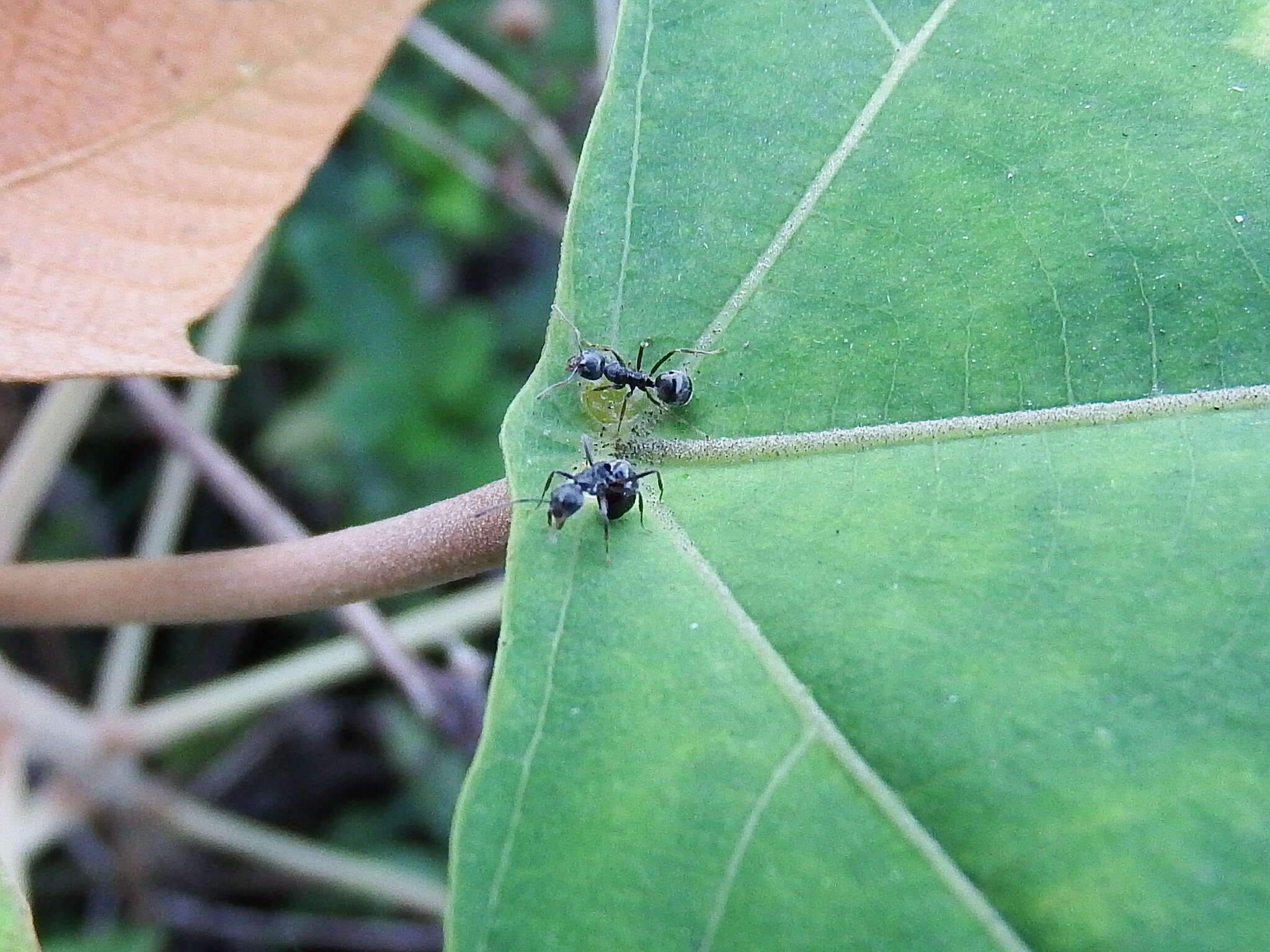 Image de Mallotus paniculatus (Lam.) Müll. Arg.