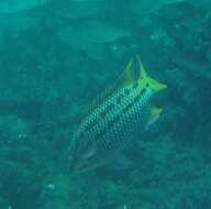 Image of Mexican hogfish