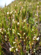 Image de Dracophyllum rosmarinifolium (Forst. fil.) R. Br.