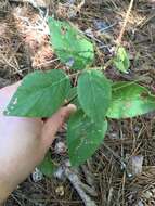 Imagem de Desmodium nuttallii (Schindl.) B. G. Schub.