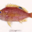 Image of Eastern orange perch