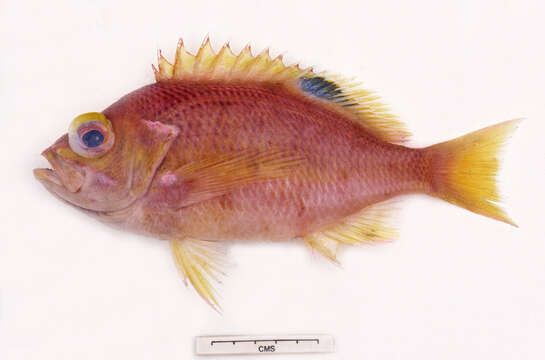 Image of Eastern orange perch