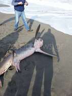 Image of Bigeye Thresher Shark