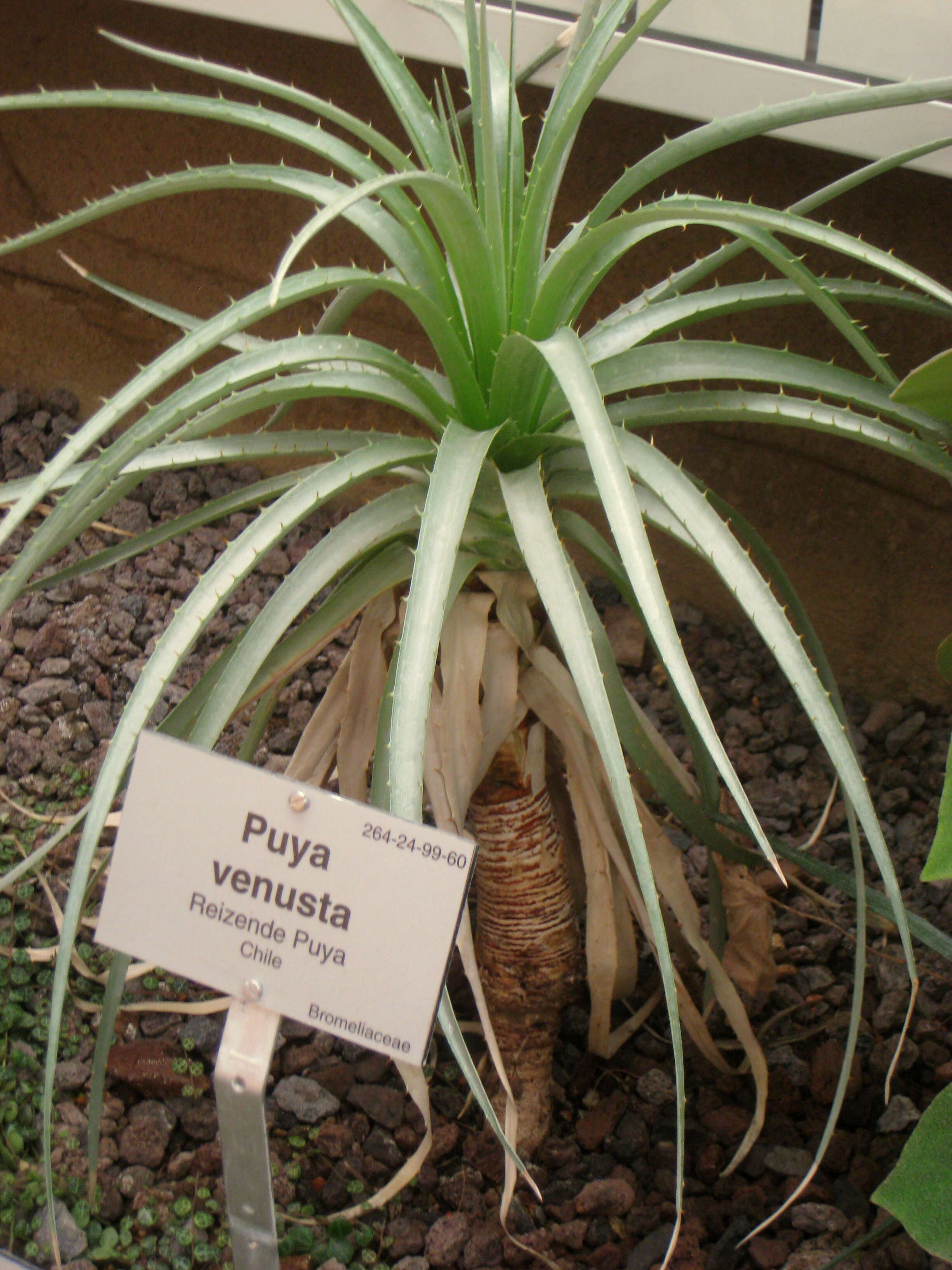 Image of Puya venusta (Baker) Phil.