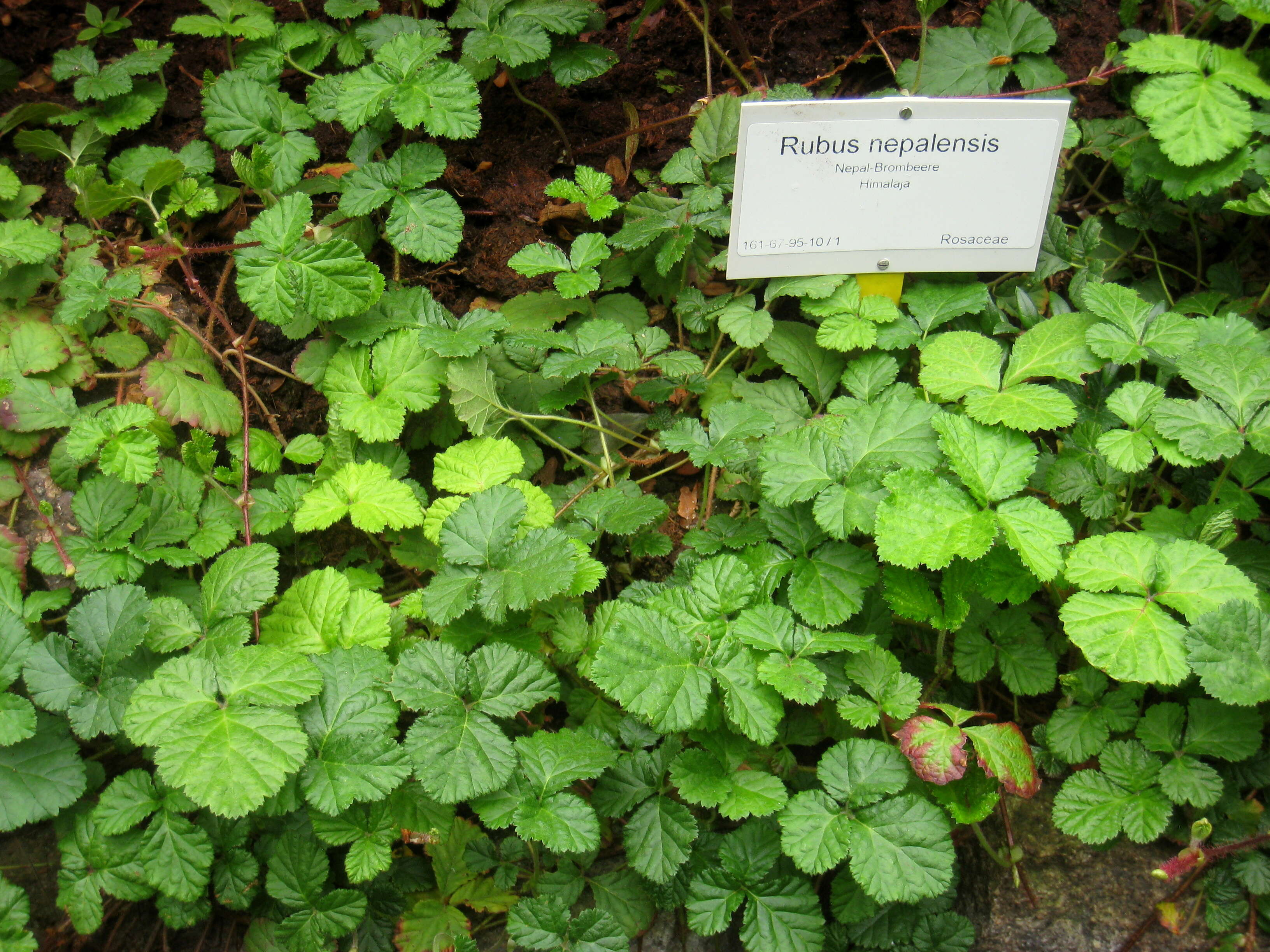 Image of Rubus nepalensis (Hook. fil.) Kuntze