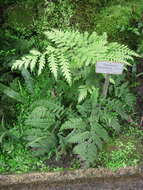 Image of button fern