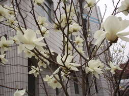 Image of Lily Tree