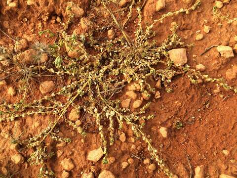 Sivun Dysphania cristata (F. Müll.) Mosyakin & Clemants kuva