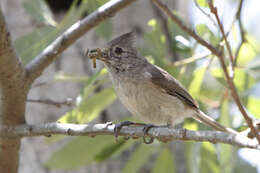 Image de Baeolophus Cabanis 1851