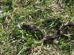 Image of Western whip snake