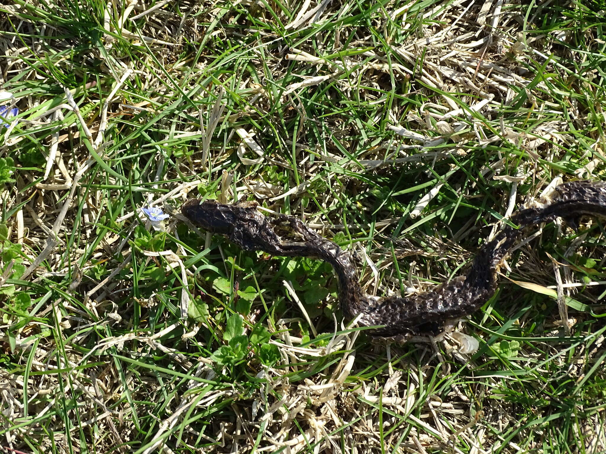 Image of Western whip snake