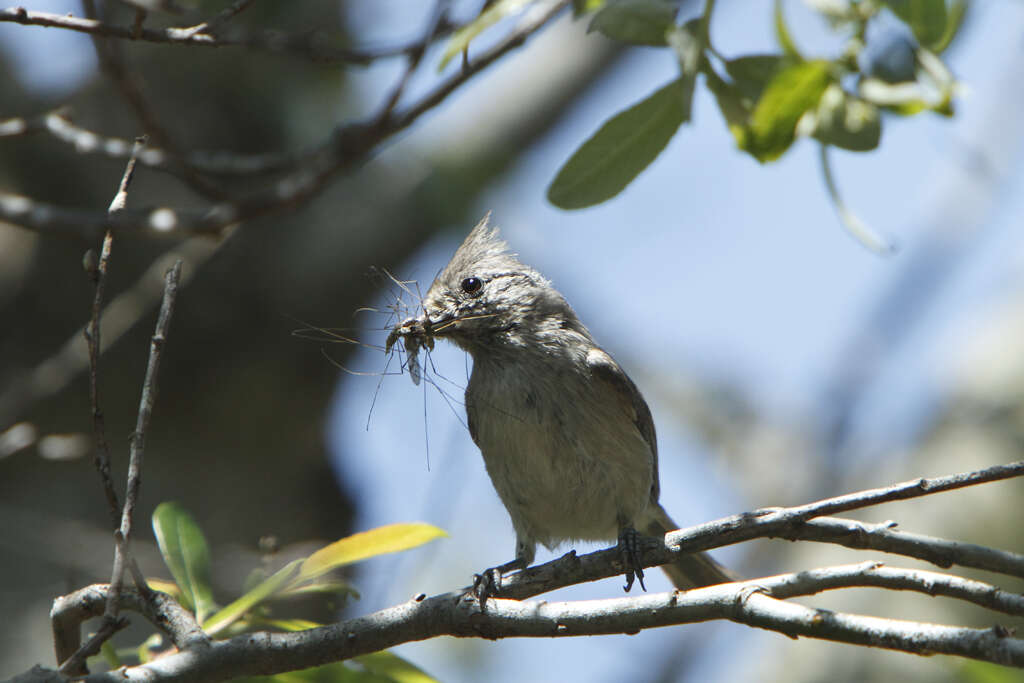 Image of Oak Titmouse