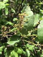 Image of Redstem Ceanothus