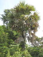 Image of toddy palm