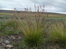 Image de Deschampsia cespitosa subsp. glauca (Hartm.) Tzvelev