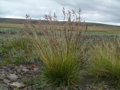 Image of Deschampsia cespitosa subsp. glauca (Hartm.) Tzvelev