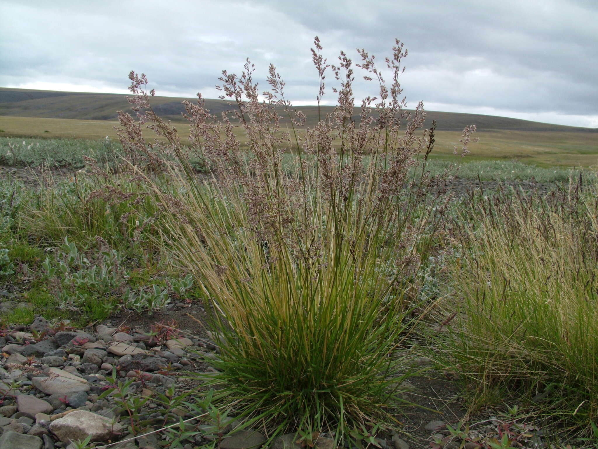 Image of Deschampsia cespitosa subsp. glauca (Hartm.) Tzvelev