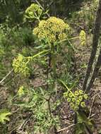 Image of Nuttall's prairie parsley