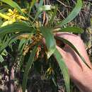 Image of Acacia leptocarpa A. Cunn. ex Benth.