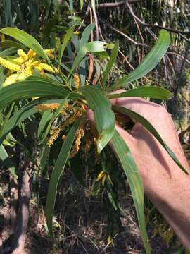 Imagem de Acacia leptocarpa A. Cunn. ex Benth.